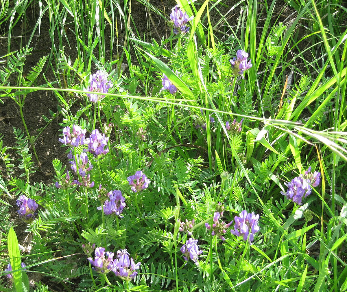 Астрагал датский (Astragalus danicus)