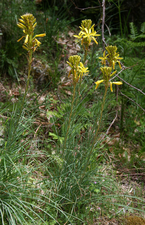 Асфоделина жёлтая (Asphodeline lutea)