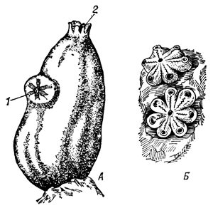 А — асцидия Ascidia mentula