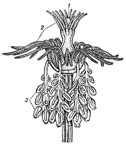 Ectopleura larynx (отдельный гидрант с гонофорами): 1 — ротовой конус; 2 — венчики щупалец; 3 — мешки с половыми клетками (гонофоры).