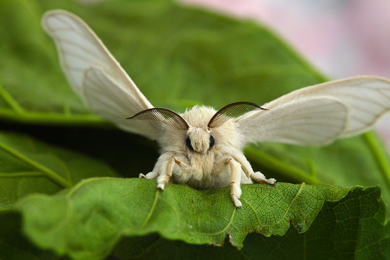 Тутовый шелкопряд (Bombyx mori)
