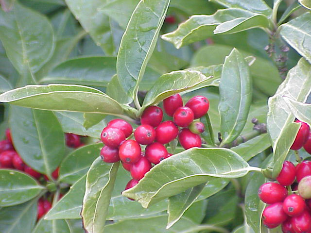 Аукуба японская (Aucuba japonica)