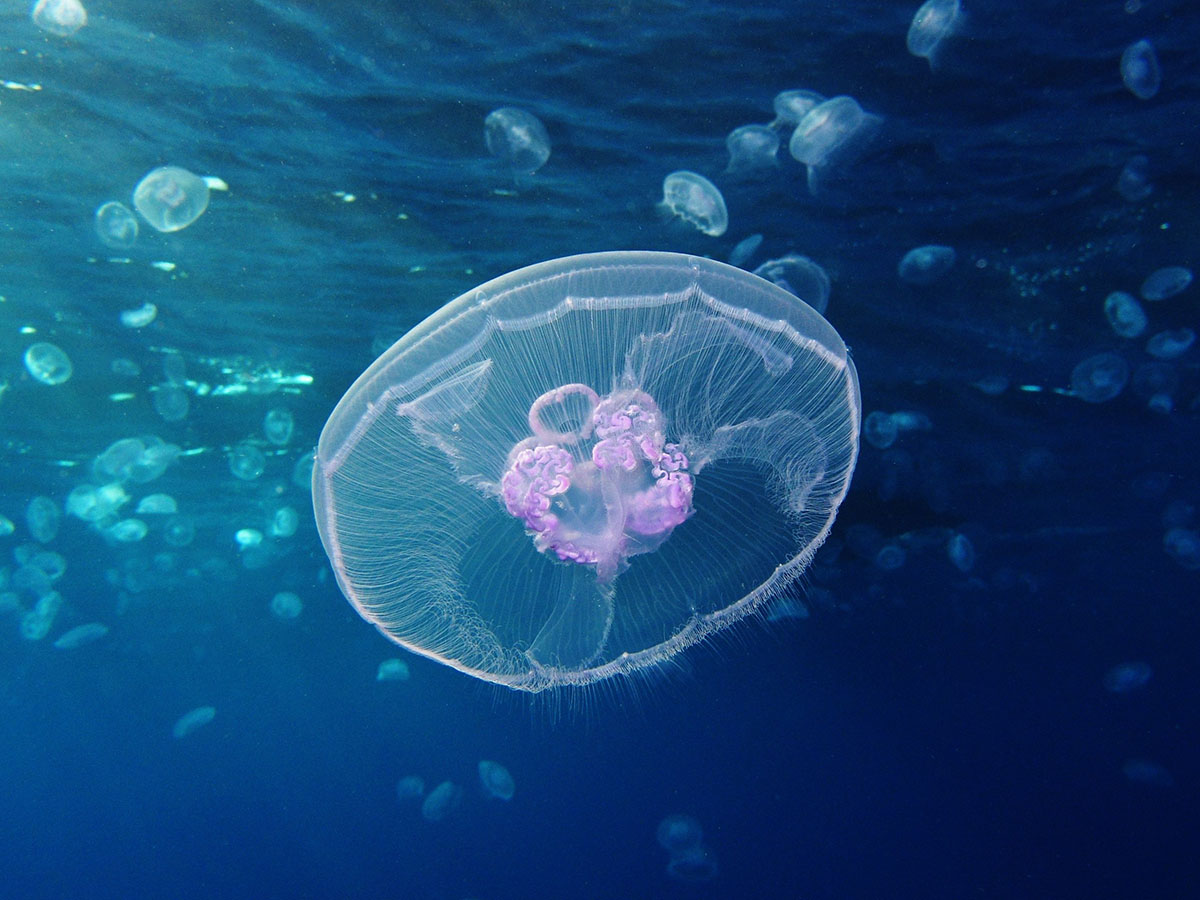 Ушастая аурелия (Aurelia aurita)