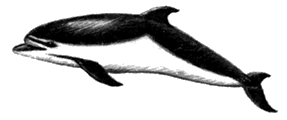 Афалина (Tursiops truncatus)