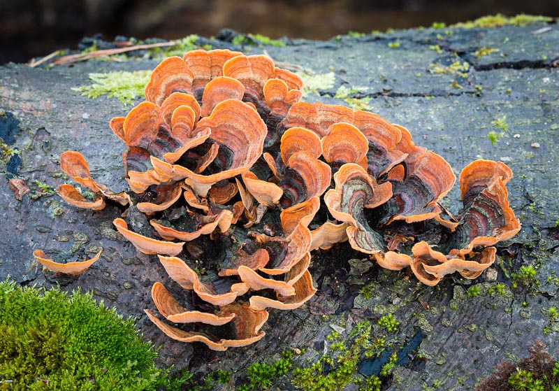 Стереум жестковолосистый (Stereum hirsutum)