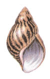 Ахатина (Achatina suturalis)
