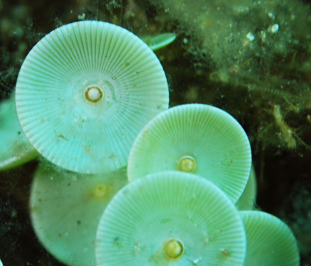 Acetabularia mediterranea