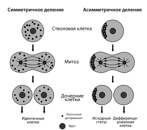 Схема симметричного и асимметричного деления клеток