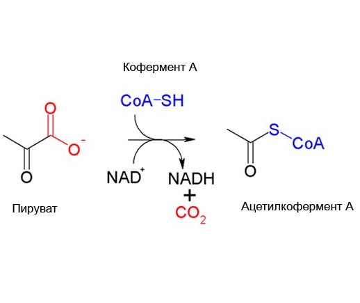 Ацетилирование кофермента А