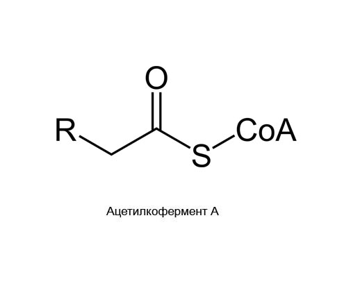 Общая химическая структура ацилкофермента А, где R представляет собой боковую цепь жирной кислоты