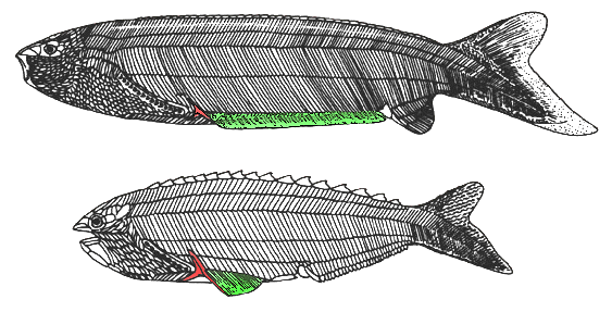 Pharyngolepis (сверху) и Rhyncholepis (снизу). Красным отмечен трёхлучевой шип, зелёным — плавниковые складки
