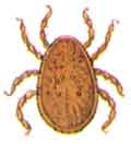 Argas persicus