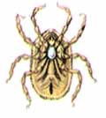 Ornithodoros papillipes