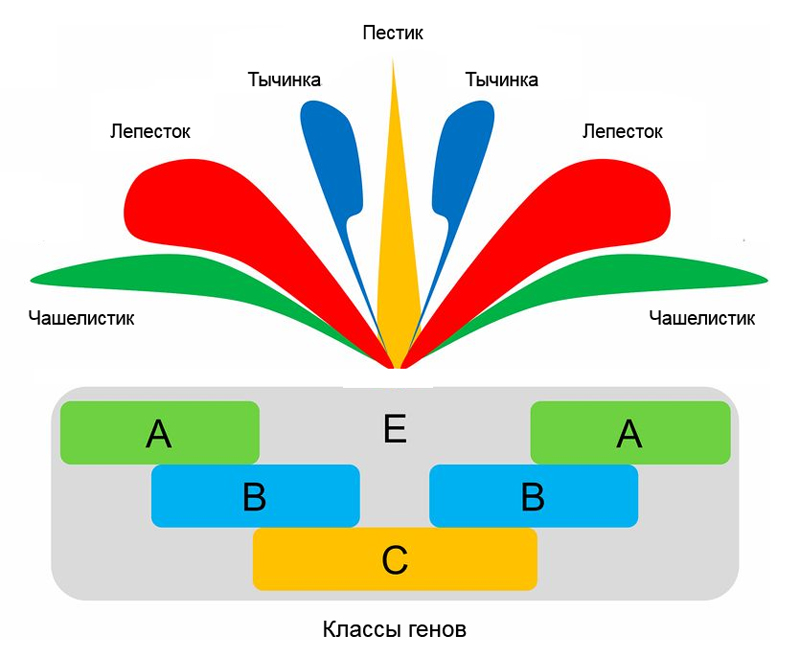ABC-модель генетического контроля развития органов цветка