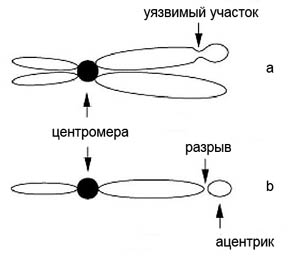 Схема возникновения ацентрика