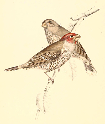 Красноголовая амадина (Amadina erythrocephala)