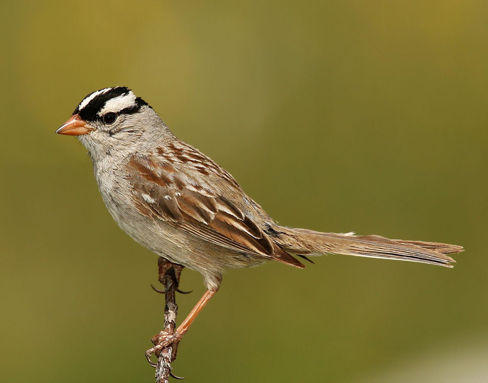 Белоголовая зонотрихия (Zonotrichia leucophrys)