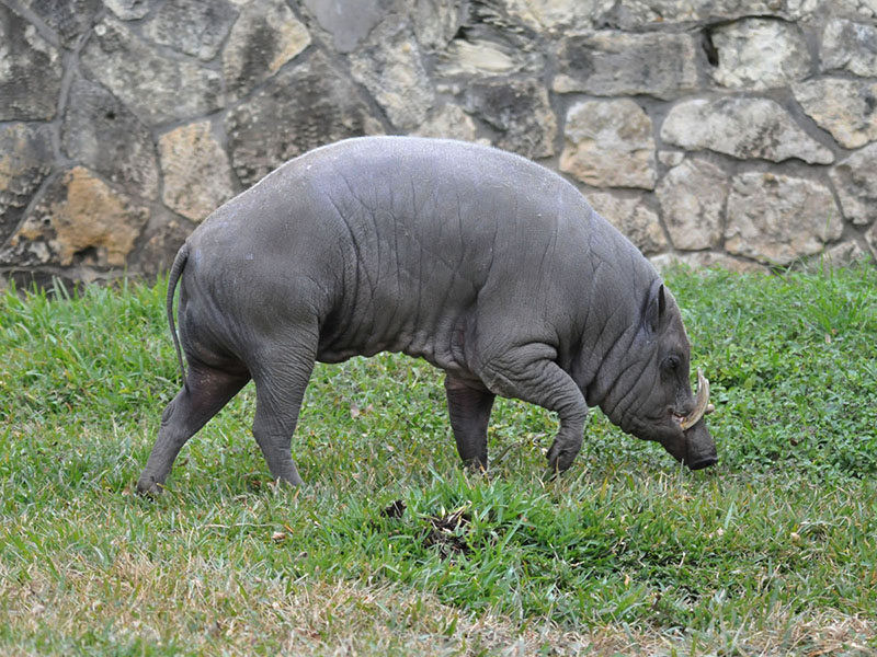 Бабирусса (Babyrousa babyrussa)