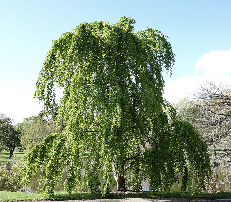 Багрянник японский (Cercidiphyllum japonicum) 