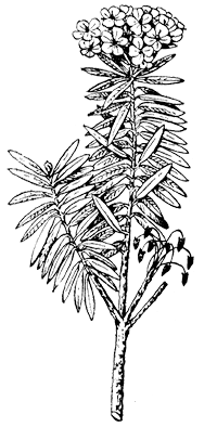 Рододендрон войлочный, багульник болотный (Rhododendron tomentosum)