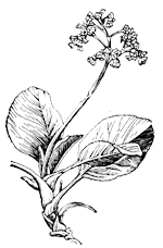 Бадан толстолистный (Bergenia crassifolia)