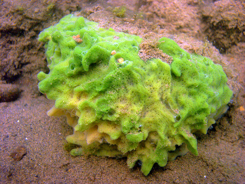 Озёрная бадяга (Spongilla lacustris)
