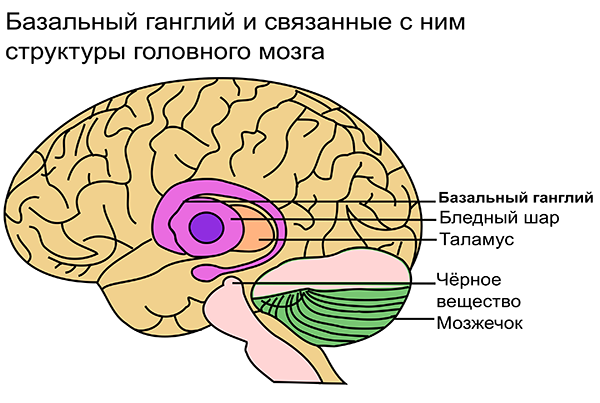 Базальные ганглии головного мозга человека