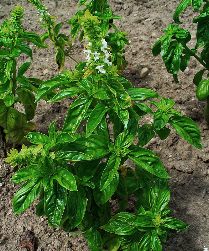 Базилик обыкновенный, или огородный (Ocimum basilicum)