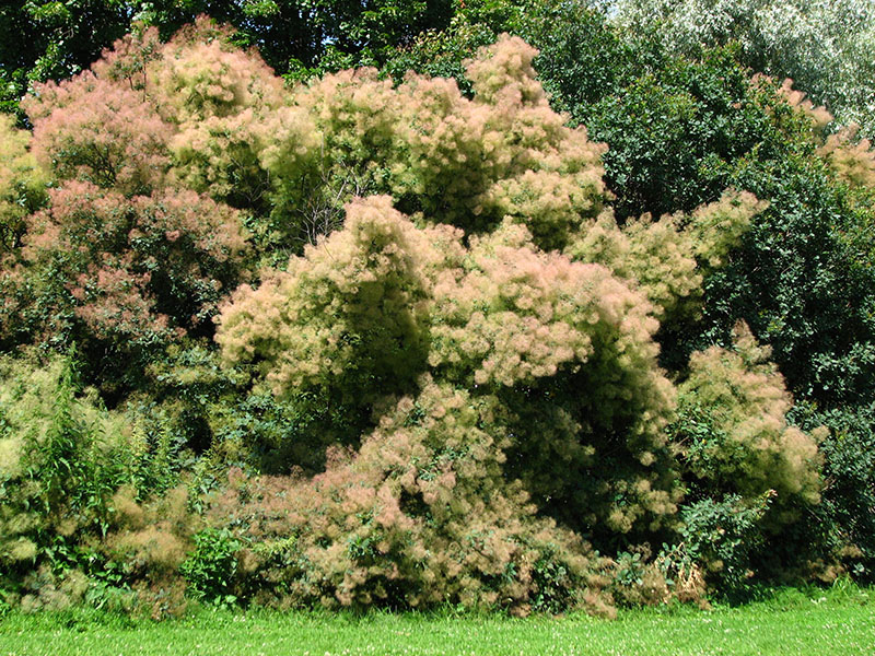 Скумпия кожевенная (Cotinus coggygria)