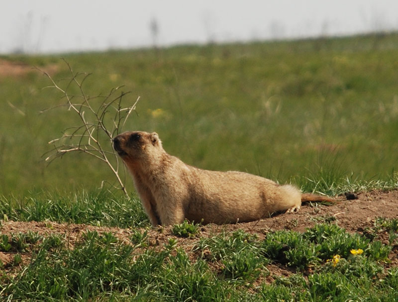 Байбак, степной сурок (Marmota bobac)