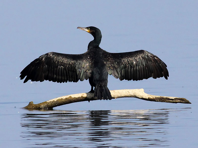 Большой баклан (Phalacrocorax carbo)