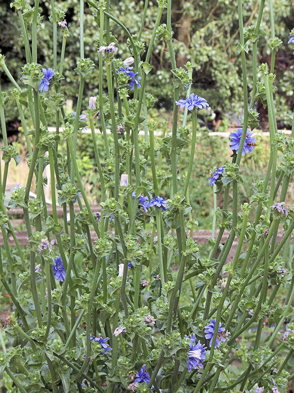 Соцветия и плоды цикория салатного (Cichorium endivia)