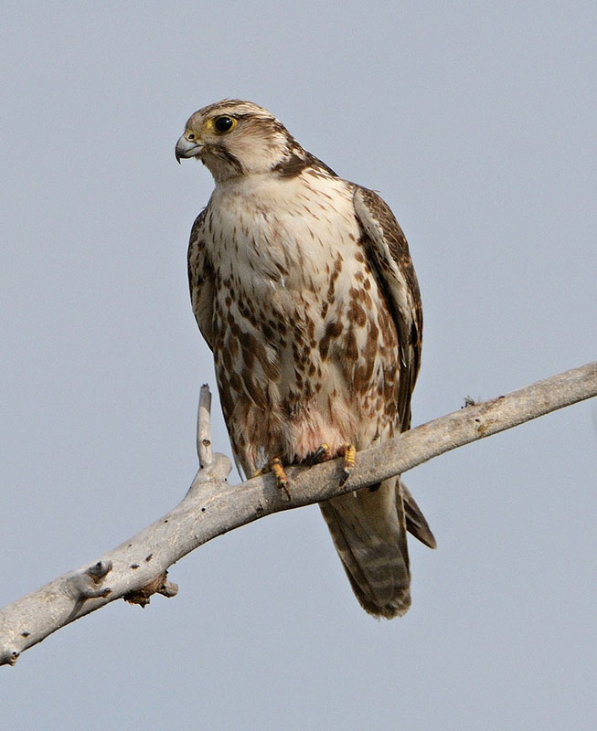 Самка балобана (Falco cherrug)