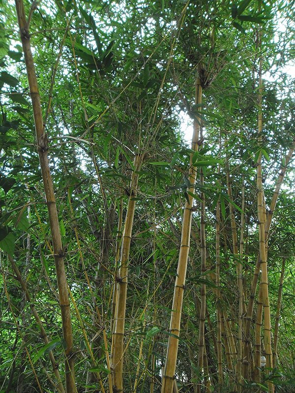 Бамбук обыкновенный (Bambusa vulgaris)