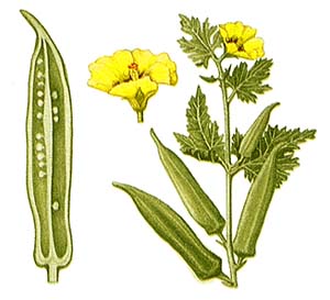 Абельмош съедобный (Abelmoschus esculentus)