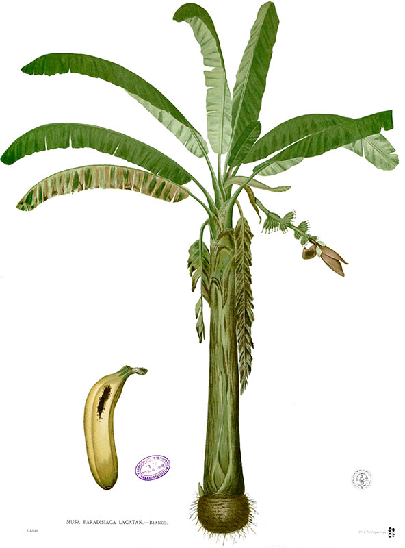 Банан райский (Musa paradisiaca