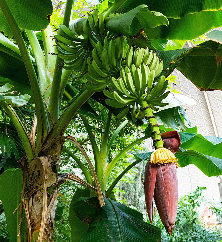 Банан райский (Musa paradisiaca