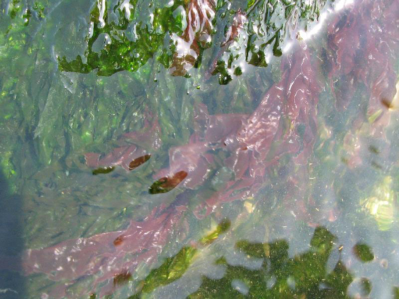 Съедобная водоросль Porphyra yezoensis