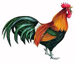Банкивский петух (Gallus gallus)