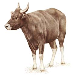Бантенг (Bos javanicus)