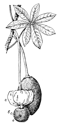 Плод и цветок баобаба (Adansonia digitata)