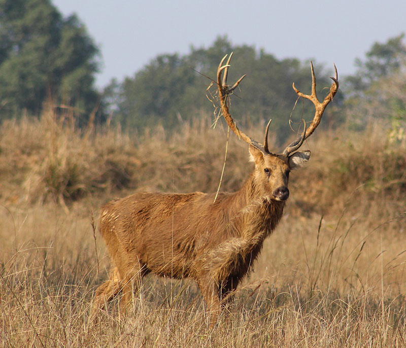 Барасинга (Cervus duvauceli)