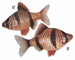Барбус суматранский (Capoeta tetrazona)