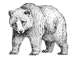 Барибал (Ursus americanus)