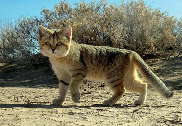 Бархатная кошка (Felis margarita)