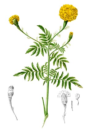 Бархатцы прямостоячие (Tagetes erecta)