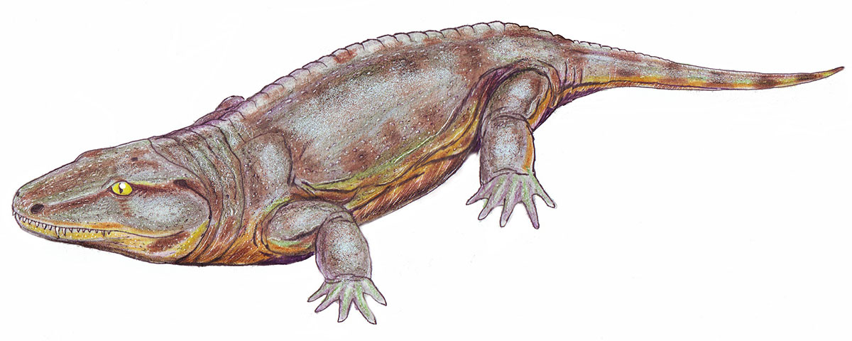 Батрахозавр Seymouria baylorensis (реконструкция)