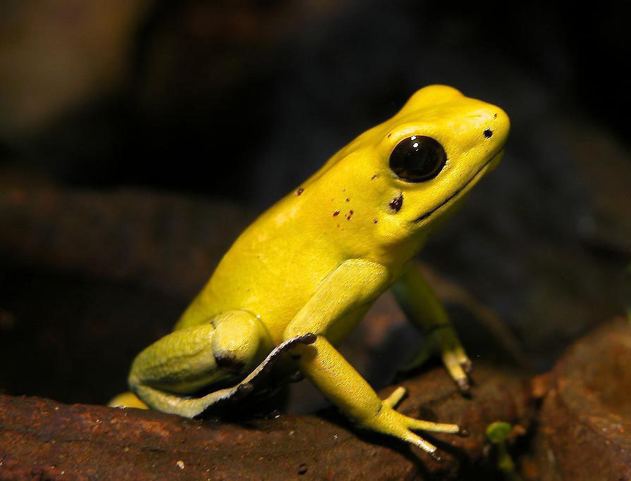 Батрахотоксин содержится к кожных железах листолаза ужасного (Phyllobates terribilis)