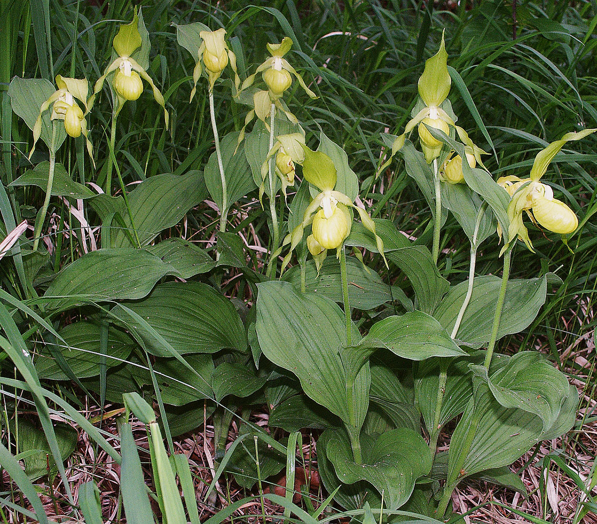 Башмачок настоящий (Cypripedium calceolus)