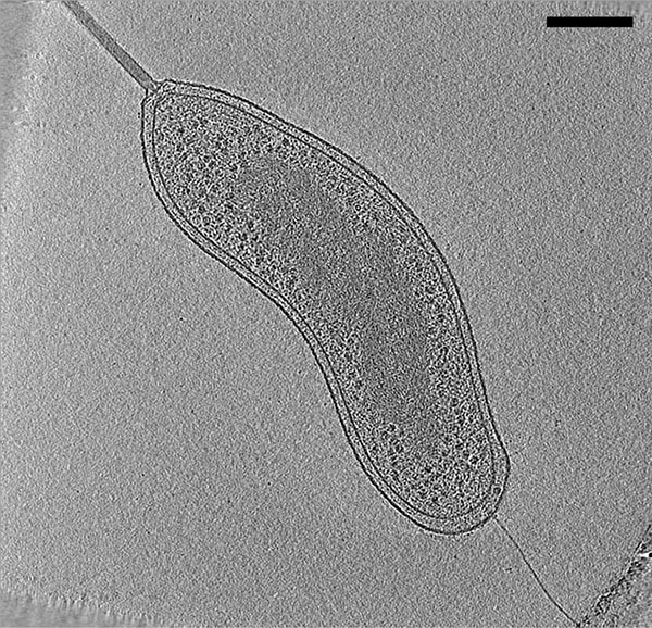 Бделловибрион Bdellovibrio bacteriovorus под электронным микроскопом. Масштабная полоска соответствует 200 нм.